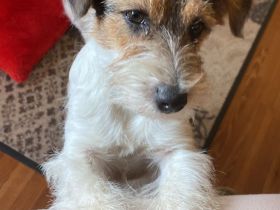 vom Roten Feldweg (INT)