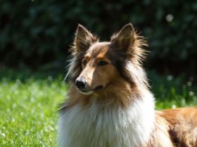 Tierpsychologische Hundeschule