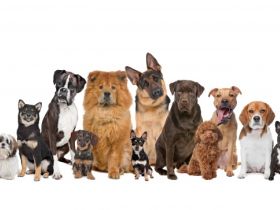 Homesitter & Hundetrainer