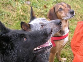 Hunde im Glück-Sinsheim mobile Hundeschule