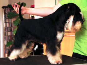 Kafka von Silverstone