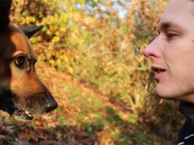 Dog4 - Hundeverhaltensberatung, Training &Therapie