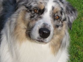 My pretty Dogs Blue Angel DNA VP BH,ASCA