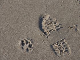 Hundeschule Christiane Frey