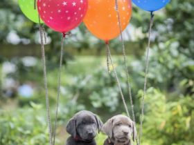 von den Silbersternen