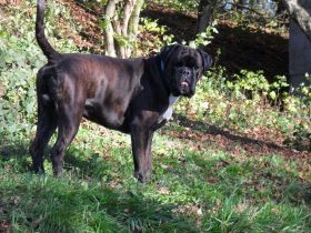 Zircon und Domingo Optima Grata