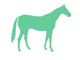 Anna Otto Heilkunde4Pferde