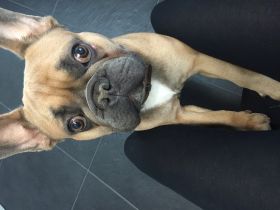 tyger vom Erlbachthal