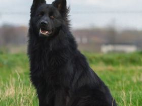 Perceval vom Schwarzen Ritter