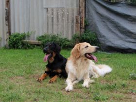 vom Heidschnuckenhof