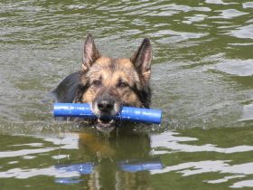 BKS-Training-Systeme für Mensch und Hund B.Scholze
