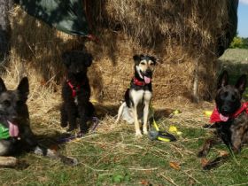 Hundepension Esslingen