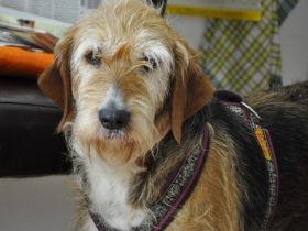 Hundepension Isarwinkel