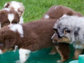 Dandelion Hill's Australian Shepherds