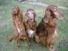 Conquerer of hidden Irland