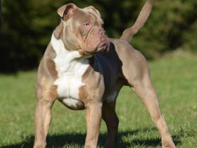 Ossy von der Schwedenschanze