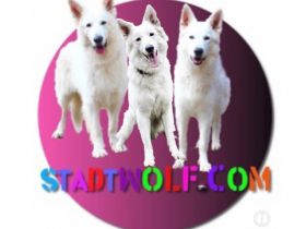 Stadtwolf.com