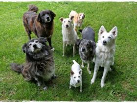 Hundepension - mobile Hundeschule