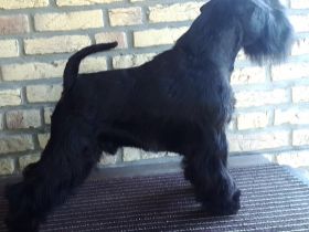 Ch. Hopscotch Itterfeld von den Tasdorfer Wiesen