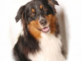 Tecumas Heartbreaker DNA-VP