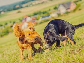 Hundeschule Frankenwölfe