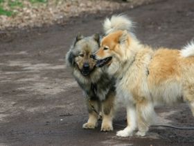 Tierpension Bennstedt