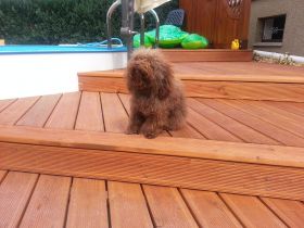 Quent von der Feenwiese