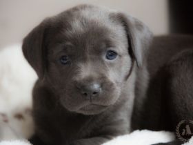 of RoyalContinentals