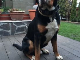 Ilai from Swiss Star