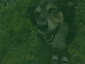 Verhaltenstherapeutische Hundeschule  nahu