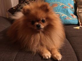 Sultan Jonni Zvezdny Podarok