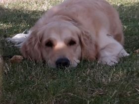 Tierheilkunde Hallberg