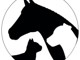 Osteopathiepraxis Tiere in Schwung