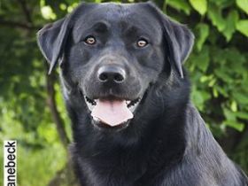 Ultimate Mandela vom Kräutergarten