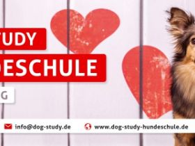 DOG Study Hundeschule