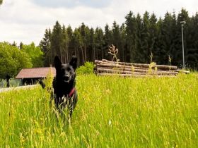 Hundephysiotherapie Heike Amthor