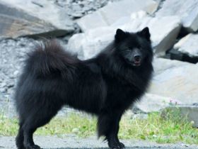 Dark von Haus Wildenrath