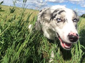 Verhaltenstherapie/ Probleme mit dem Hund