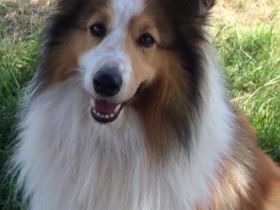 Dexter of Pride Castle VDH/FCI