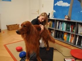 Physiotherapie für Hunde und Katzen