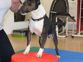 Tiertherapie Isabel Quent