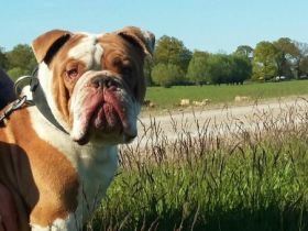 Arrow vom Rambower Moor, genannt Butsch