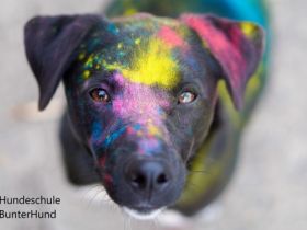 BunterHund Hundeschule und Verhaltenstherapie