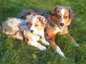 Saddletramp-Australian-Shepherds