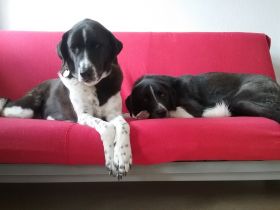 Hundepension Krambambuli