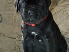 Black Shaolin, Bechyně,Tschechische Republik