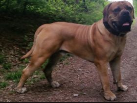 Teutonia-Boerboels