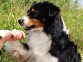 Der Fellnasentreff - Ihre Hundeschule in Kirchdorf