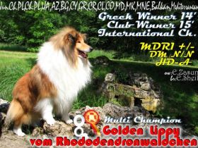 Multi Ch.GOLDEN LIPPY vom Rhododendronwaldchen