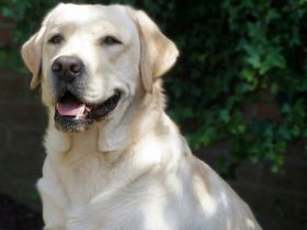 Ernie von der Niersaue